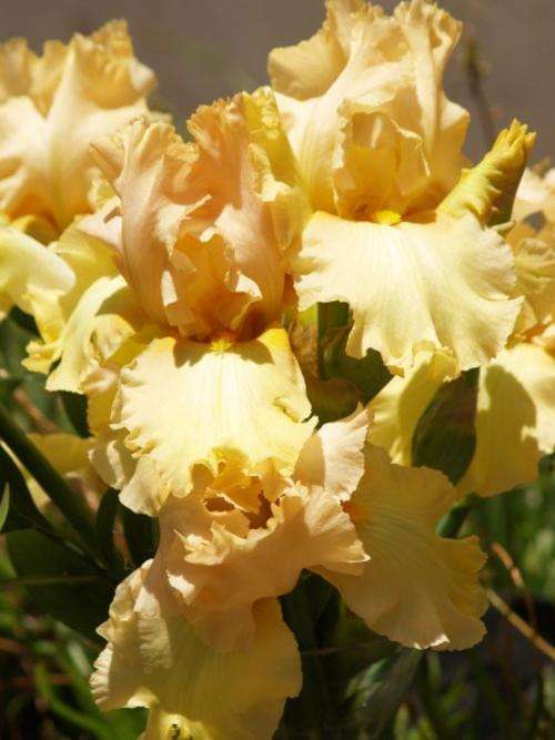 Iris Plants: 'WORDS & MUSIC' - Ruffled, diamond dusted, rich custard - good cutflower!