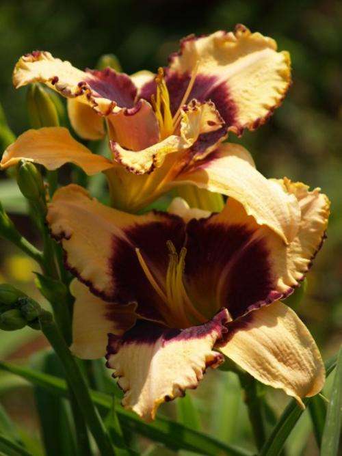 Daylily Plants:  'MPL105' - Cream with burgundy edge & eyezone (LIMITED!)