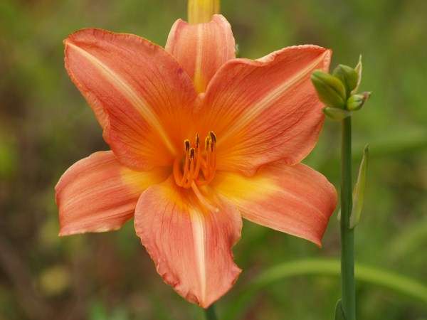 Daylily Plants: 'DANCER' - lovely peach coloured flowers