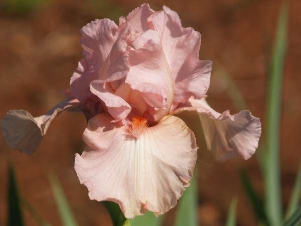 Iris Plants: Variety:  'GOODBYE GIRL' - Refreshing flamingo pink **VERY LIMITED!**