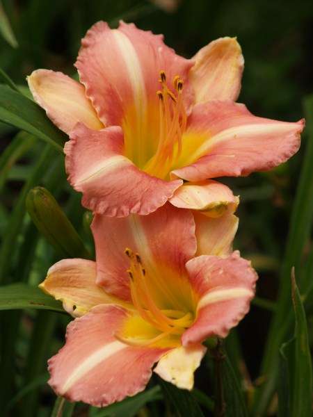 Daylily Plants: 'WINDFALL' - Beautiful pink with distinct white line on petals