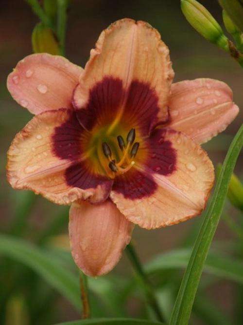 Daylily Plants: 'MPL 100'  - Dark mauve with distinct grape coloured eyezone **REAL BEAUT!**