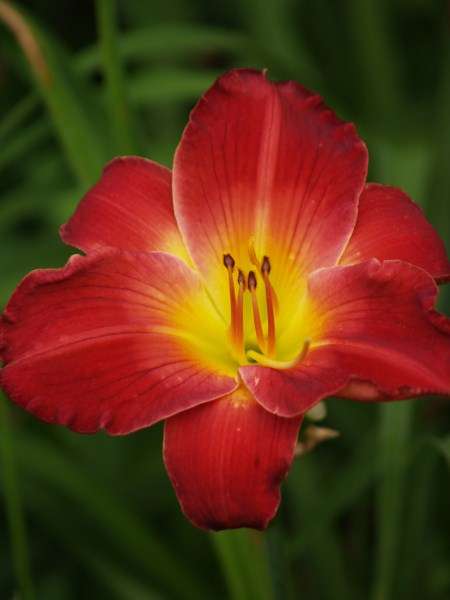 Daylily Plants: 'MPL 43' - Intense red flowers - glowing yellow throat, good substance!