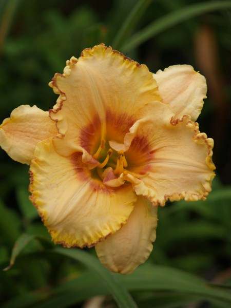 Daylily Plants:  DESERT EDGE  - Rich cream with caramel eyezone and ruffled edge