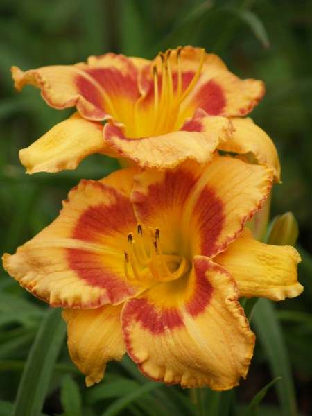 Daylily Plants: 'ALL FIRED UP' - Brilliant orange with ruffled red edge & eyezone