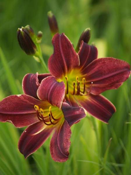 Daylily Plants: MOUNTAIN VIOLET   -   Deep plum, prolific!