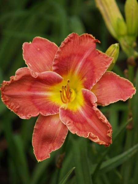 Daylily Plants: 'MPL 97' -  Eyecatching pink with prominent eyezone