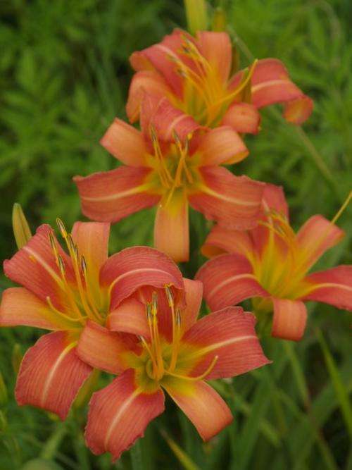 Daylily Plants: **NEW** on bob!! - 'PEACH BLEND' - Recurving, pink flowers - Prolific!