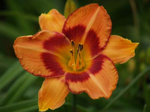 Daylily Plants: 'ALL FIRED UP' - BIG orange flowers with distinct red edge & eyezone