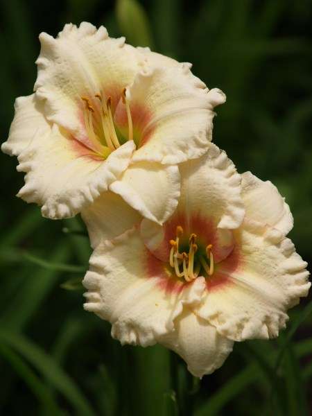Daylily Plants: -  'SWEET SENSATION' Lovely creamy white with pink cheeks