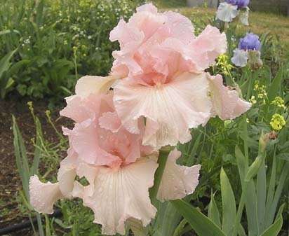 Iris Plants: Variety:  'BEVERLY SILLS' - **Most sought after PINK IRIS of all time!**