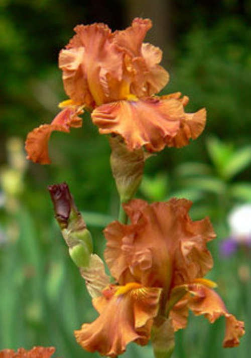 Iris Plants: 'BOSS TWEED' -  HEAVILY RUFFLED!! Honey tan, brown flowers