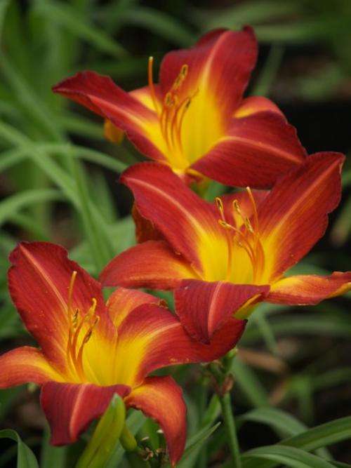 Daylily Plants:  Variety:  'TET 69'  Eyecatching, brickred - Good budcount!
