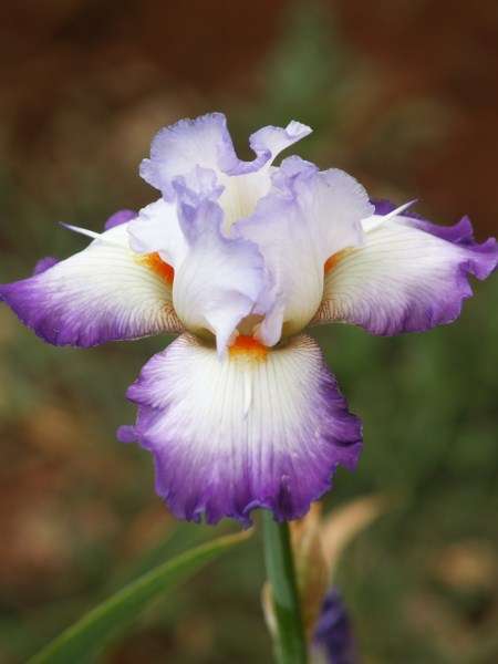 Iris Plants: 'CONJURATION' -  **For the SERIOUS COLLECTOR!!**
