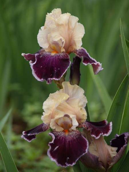 Iris Plants:  For your SPRING GARDEN** Variety: 'ARMAGEDDON' **LIMITED!**