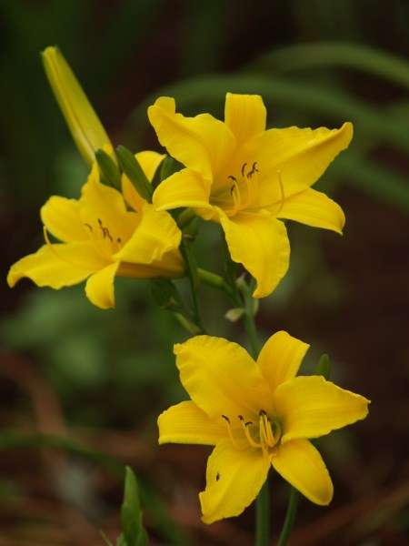Daylily Plants: Variety : 'TEX' - **Fastgrowing, prolific, reblooming & evergreen**