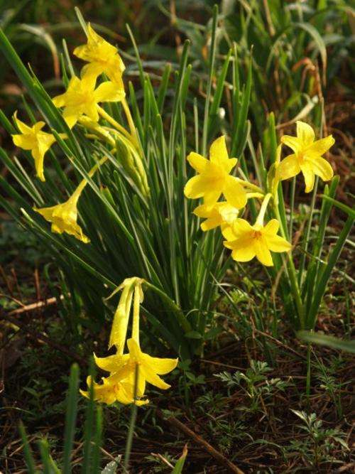 7 BULBS per UNIT R20: **NEW!** - CHLIDANTHUS (Peruvian DAFFODIL) - Spring flowering