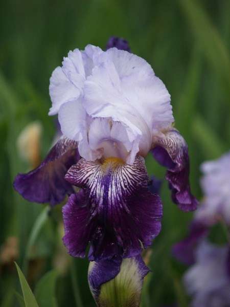 Iris Plants: 'TOTAL OBSESSION' - ***BREATHTAKING colour for your SPRING GARDEN!!***