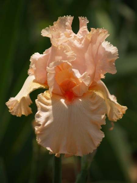 Iris Plants: SUNSET SONATA -Ruffled, soft peach coloured with contrasting orange beard - LIMITED!