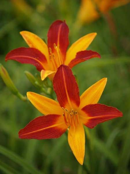 Daylily Plants:  'FRANS HALS' - Daylilies are **EXTREMELY HARDY & FROST RESISTANT!!**
