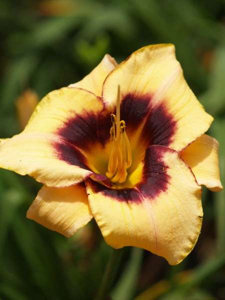 Daylily Plants:  'MPL 155' - Soft creamy yellow flowers with prominent burgundy eyezone *LIMITED!*