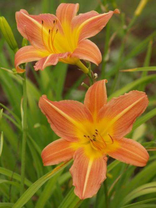 Daylily Plants: APRICOT BLEND - **XTREMELY PROLIFIC & reblooming variety**