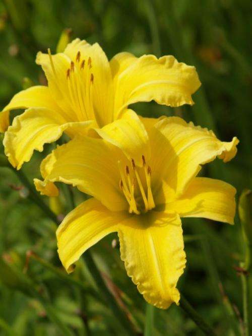 Daylily Plants:  'BUTTERCUP' - **HUGE!!** Eyecatching butter yellow flowers.