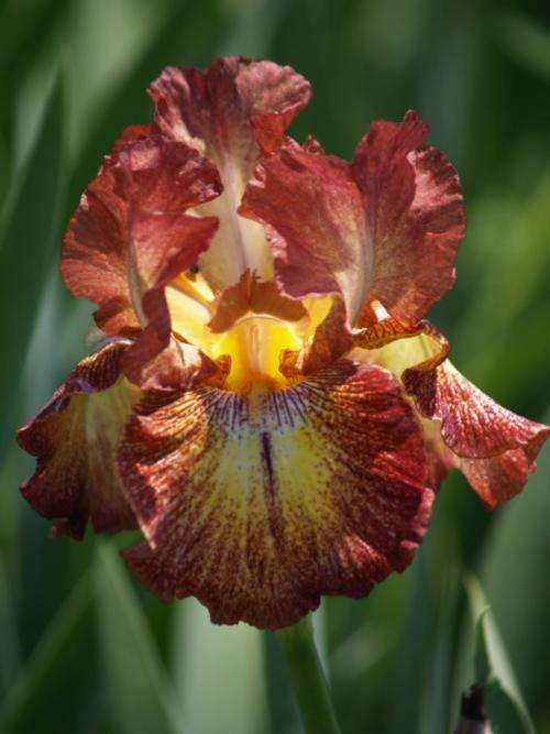 Iris Plants: 'PAPRIKA FONOS' -  Hot, paprika red, tinted with yellow on falls **STRIKING!**