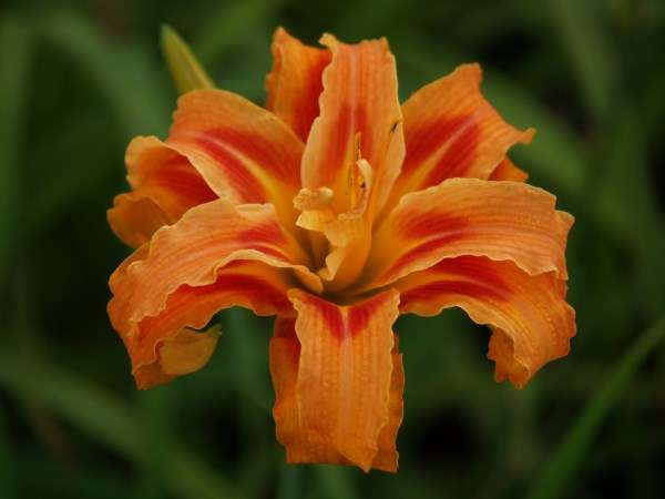 Daylily Plants: KWANZO - TRIPLE LAYERED, BIG bright orange, double layered
