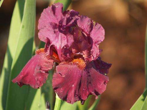 Iris Plants: PURPLE RAIN - Ruffled, rich mulberry with striking, contrasting tangerine beard