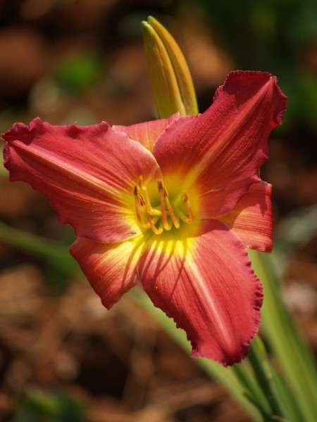 Daylily Plants: 'AIDA' -BIG, recurving, soft red flowers **GLORIOUS, LOW MAINTENAINCE DAY LILIES!!**