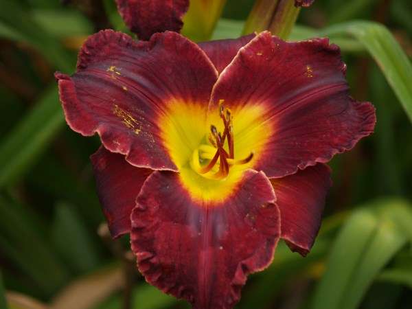 Daylily Plants: 'MPL 26' - **NEW Mooiplaas variety on bob!!!**  BIG - Deep maroon coloured flowers