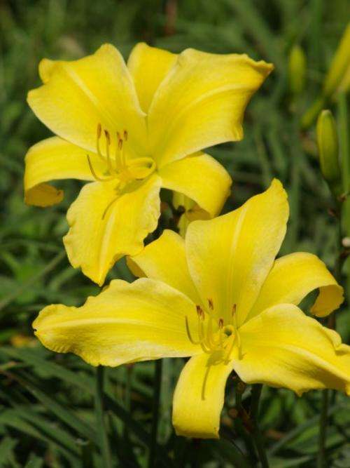 Daylily Plants: MPL MADNESS! **HUGE!** The name says it all!!