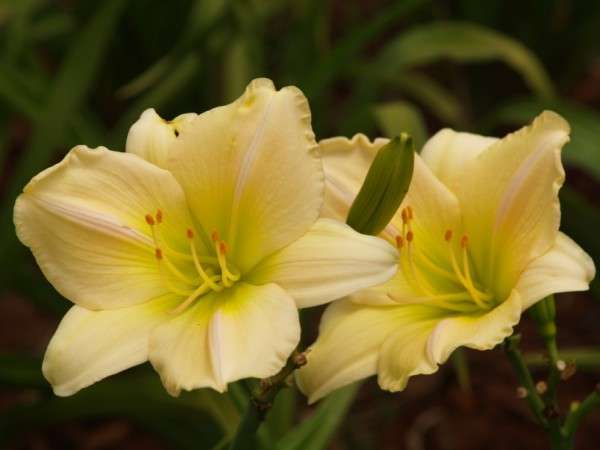 Daylily Plants:  Variety:  'DELIGHTFUL LADY' Rich cream with limegreen throat. **GOOD SUBSTANCE!**