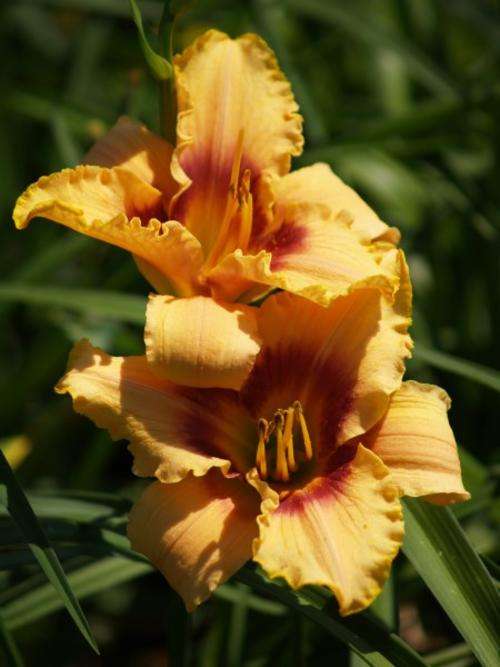 Daylily Plants: Variety: ALBERTA (MPL 115) - Ruffled, rich custard with maroon eyezone *PROLIFIC!*