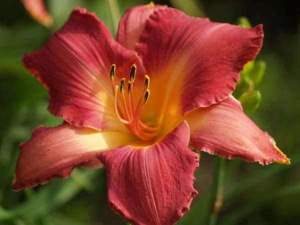 Daylily Plants: 'MPL 50'  - **HUGE!!** Watermelon red (LIMITED STOCK!!)