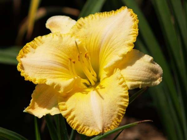 Daylily Plants: MPL 112 - Lovely yellow with ruflled, golden filigree edge