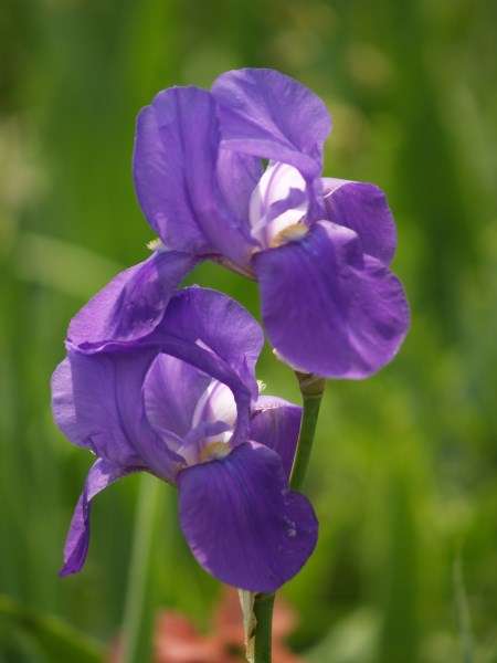 Iris Plants: FLORENTINA BLUE  - Elegant, violet blue flowers *(Potpouri qualities!)*
