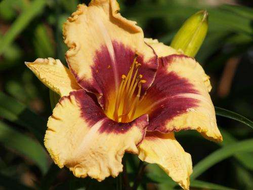 Daylily Plants:  'MPL105' - Cream with burgundy edge & eyezone - LIMITED! **2 ONLY!**