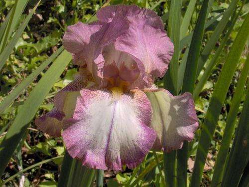 IRIS PLANTS - Variety: 'ILLINI REPEATER' - Stippled pink plicata **REBLOOMS IN AUTUMN!**