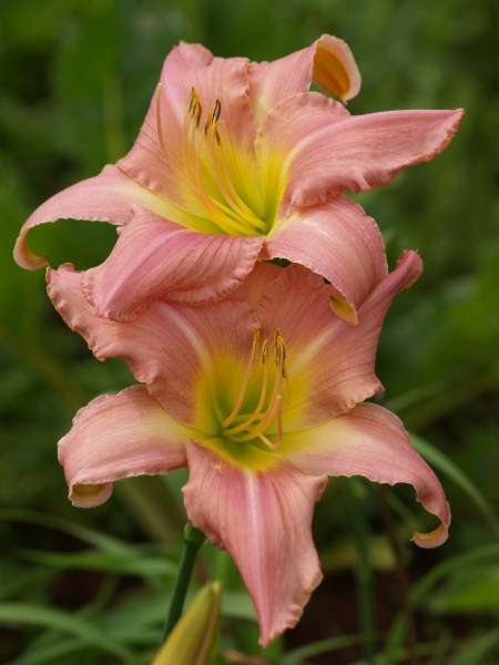 Daylily Plants:  'SILENT PERSUASION' - BIG, recurving soft pink flowers to charm you!! **LIMITED!**