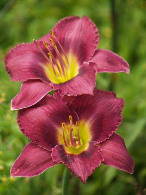 Daylily Plants: 'CHICAGO ROYAL ROBE'  - Lovely grape coloured flowers with darker eyezone
