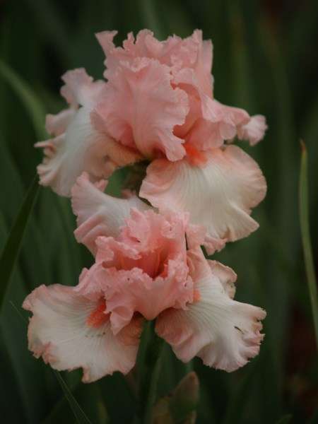 Iris Plants: Variety:  'KENTUCKY WOMAN' -Orient pink, lightly ruffled with lacy edges  ** LIMITED!**