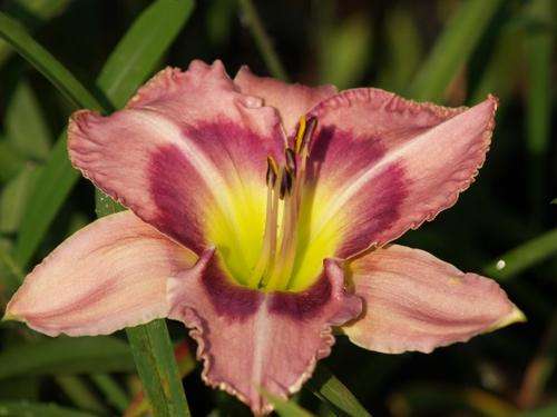 Daylily Plants: - MPL 109 -Broadleaved, slightly ruffled with grape coloured eyezone **NEW on bob!**