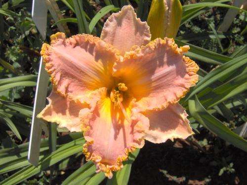 Daylily Plants: SPACECOAST STARBURST **NEW on bob** - Very limited stock!!