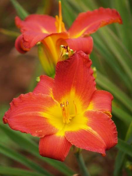 Daylily Plants: MOLTEN LAVA - Brilliant red flowers - flowering over a long period!