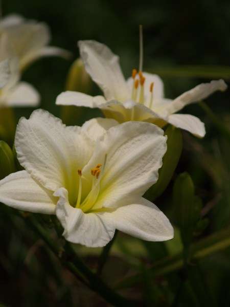 Daylily Plants: LOVING MEMORIES **NEW on bob** - The much sought after PURE WHITE daylily!!
