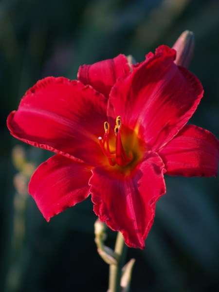 Daylily Plants: VO HANN - The ultimate VELVET RED daylily - keeps it colour all day long! *2 ONLY!*