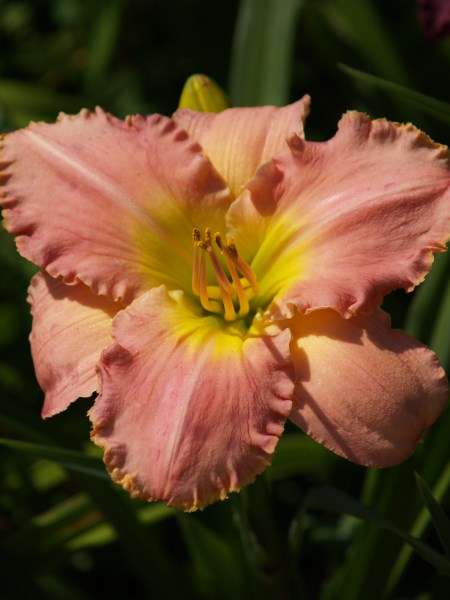 Daylily Plants: AMERICAN ORIGINAL - BIG, recurving soft pink flowers to charm you!! *NEW - LIMITED!*