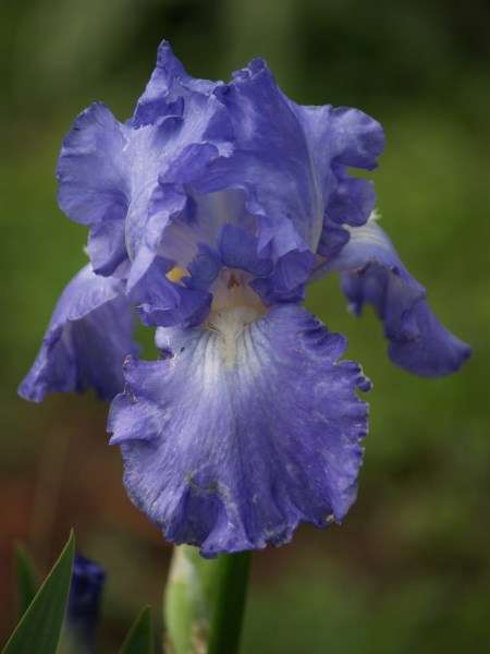 Iris Plants: VICTORIA FALLS - Fresh, ruffled light blue petals - **NEW on bob!**